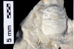 Foto (Detailansicht) von Culmenformosa sp. (NHMW-GEO-1990-0041-0493)